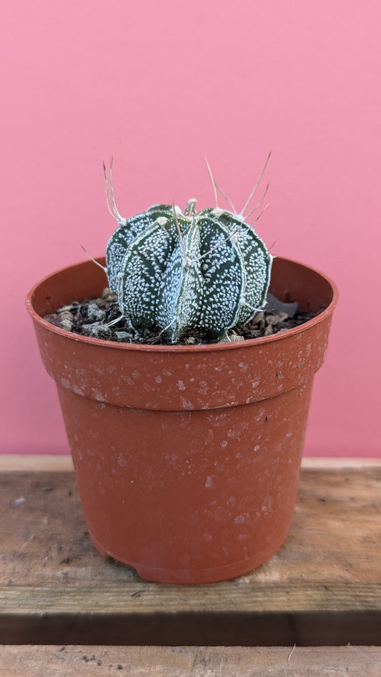 Astrophytum crassisipinodes