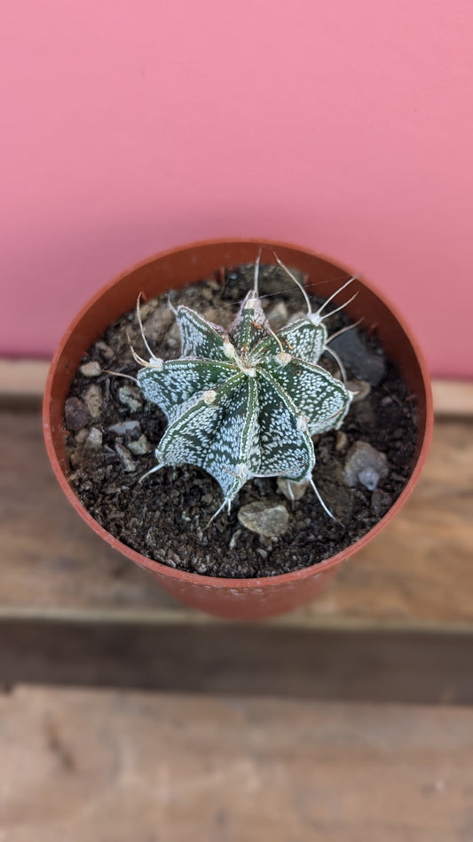 Astrophytum crassisipinodes