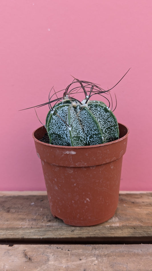 Astrophytum capricorne