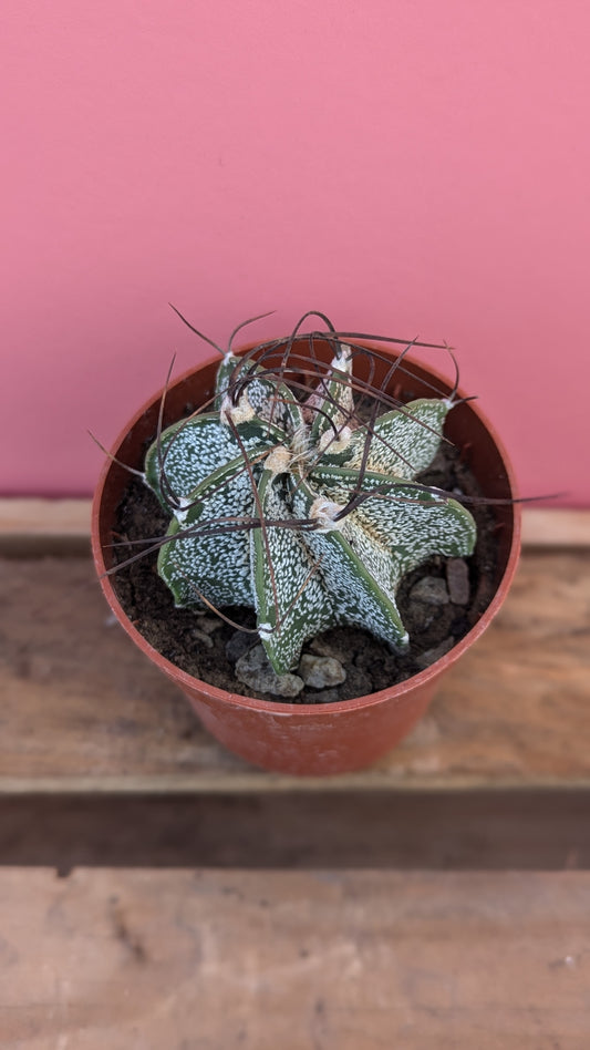 Astrophytum capricorne