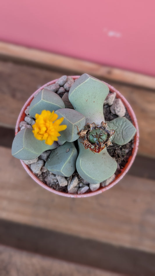 Lapidaria margaretae