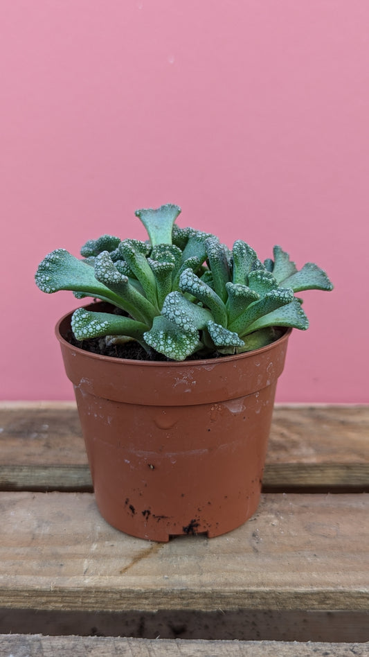 Titanopsis calcarea 'Concrete Leaf Plant'