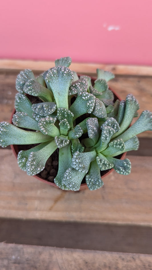 Titanopsis calcarea 'Concrete Leaf Plant'