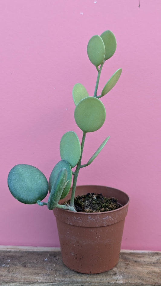 Xerosicyos danguyi 'Penny Plant'