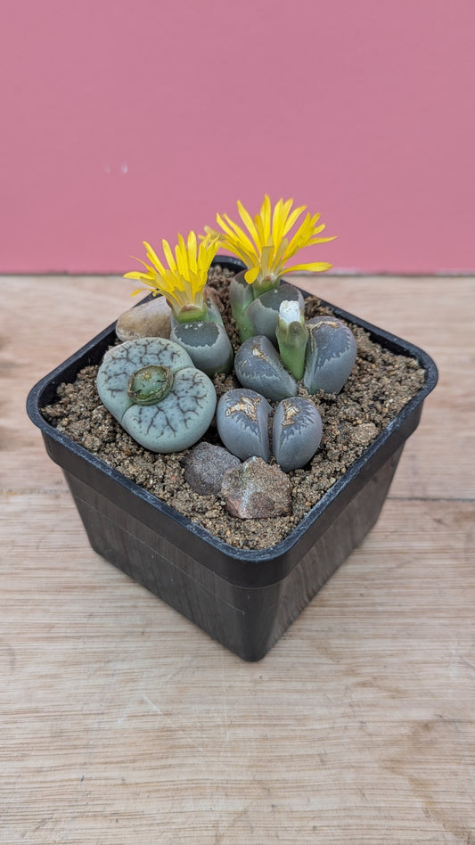 Lithops mix