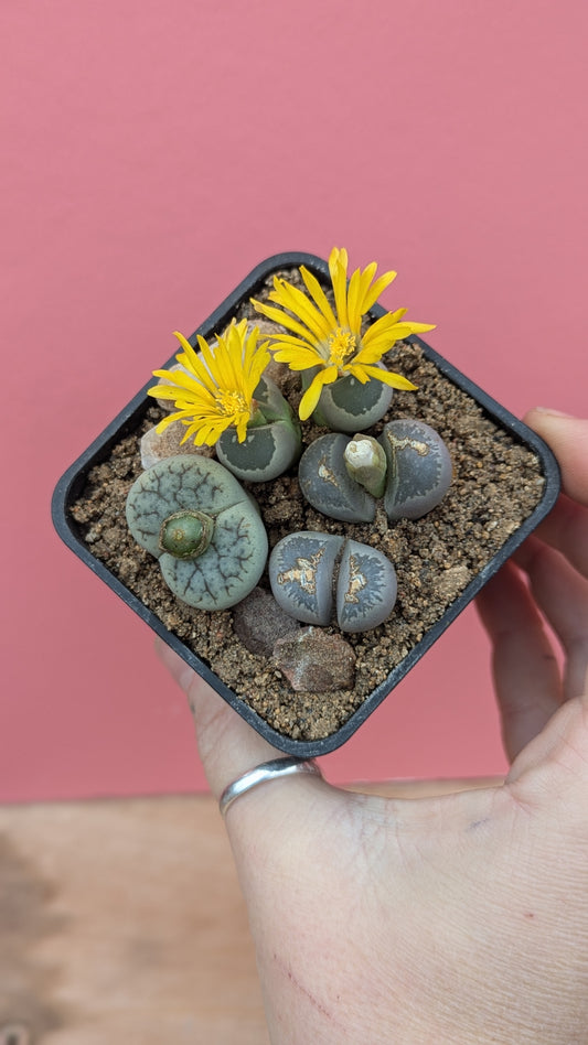 Lithops mix