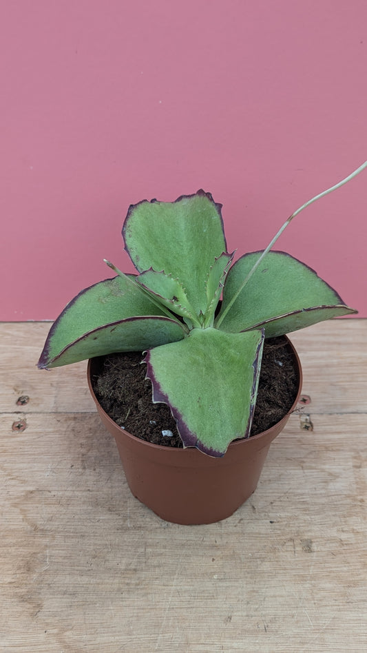 Kalanchoe tomentosa synsepala