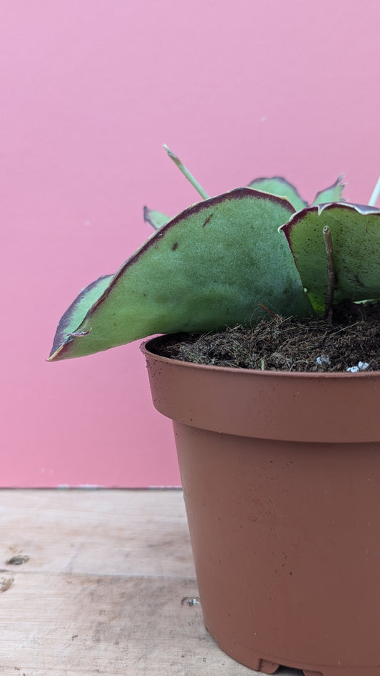 Kalanchoe tomentosa synsepala