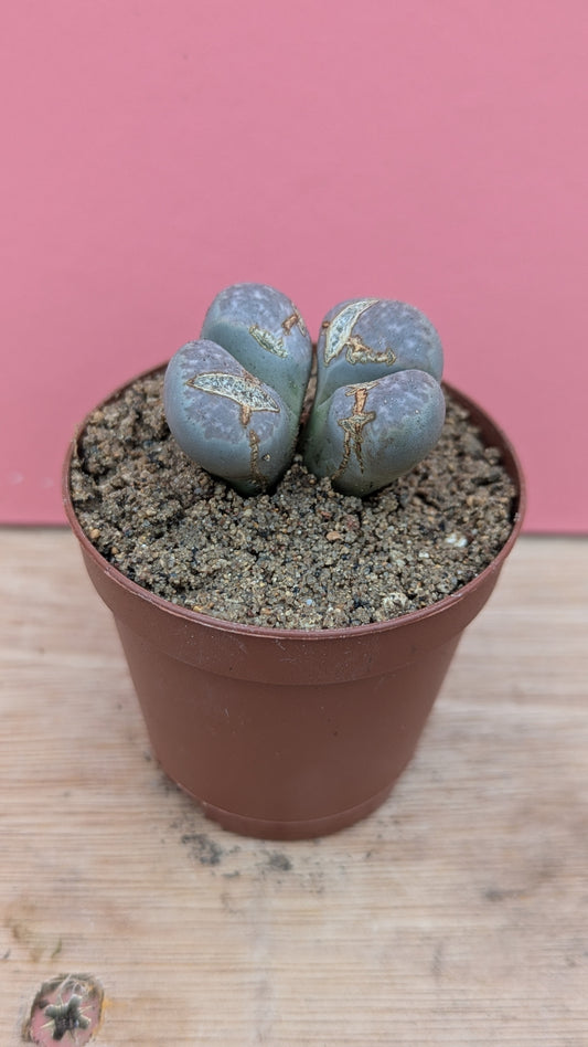 Lithops marmorata