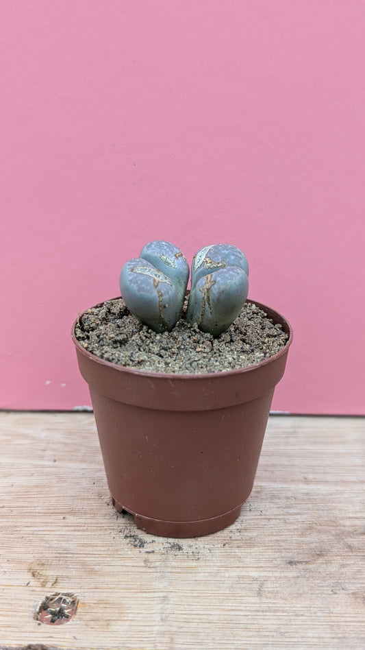 Lithops marmorata