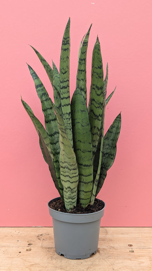 Sansevieria spearmint