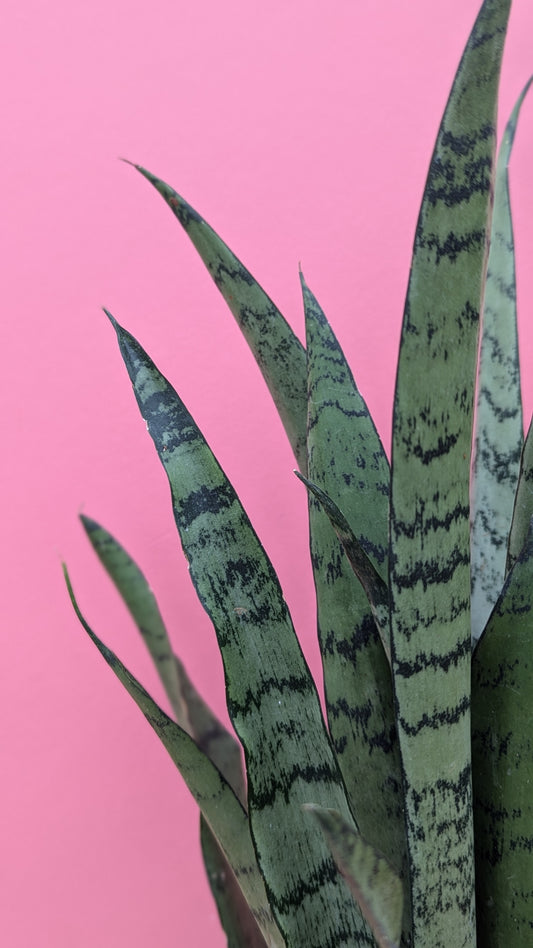 Sansevieria spearmint