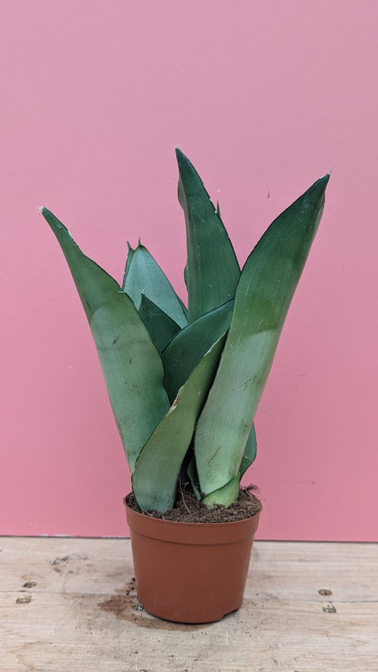 Sansevieria moonshine