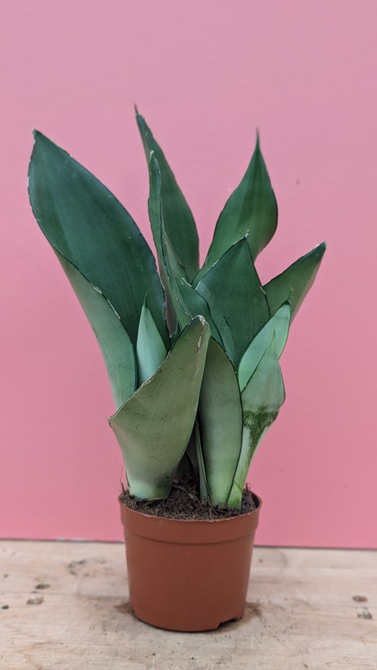 Sansevieria moonshine