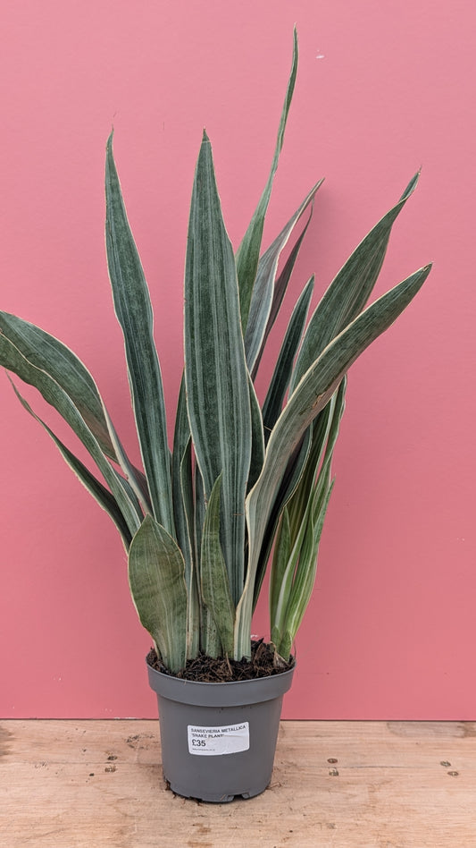 Sansevieria aubrytniana metallica