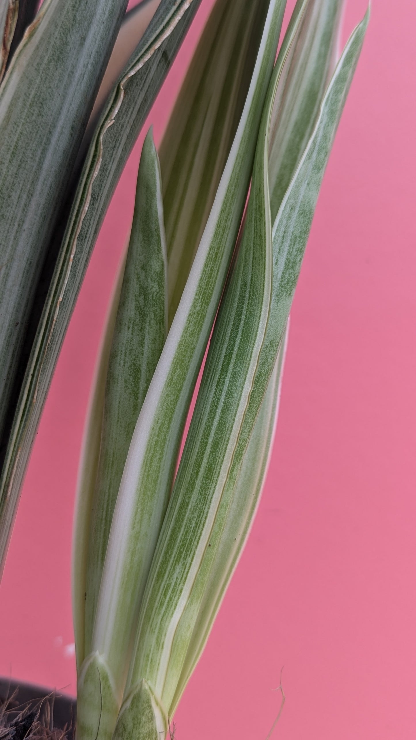 Sansevieria aubrytniana metallica