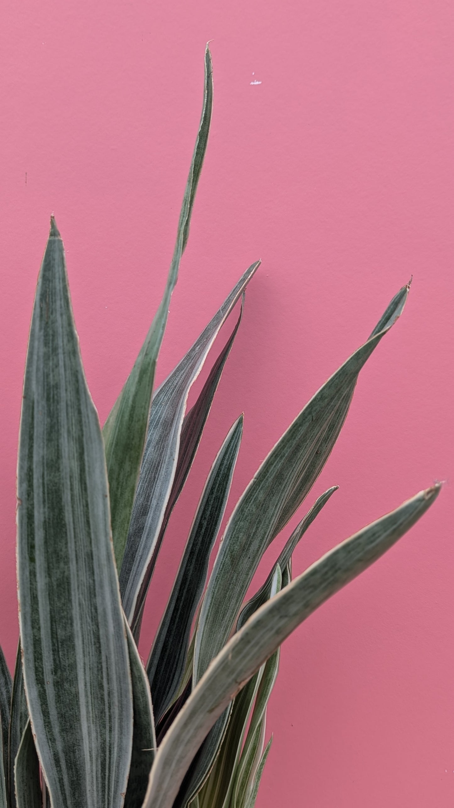 Sansevieria aubrytniana metallica