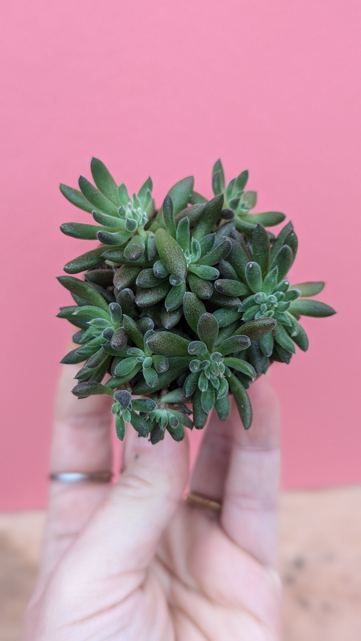 Sinocrassula yunnanensis