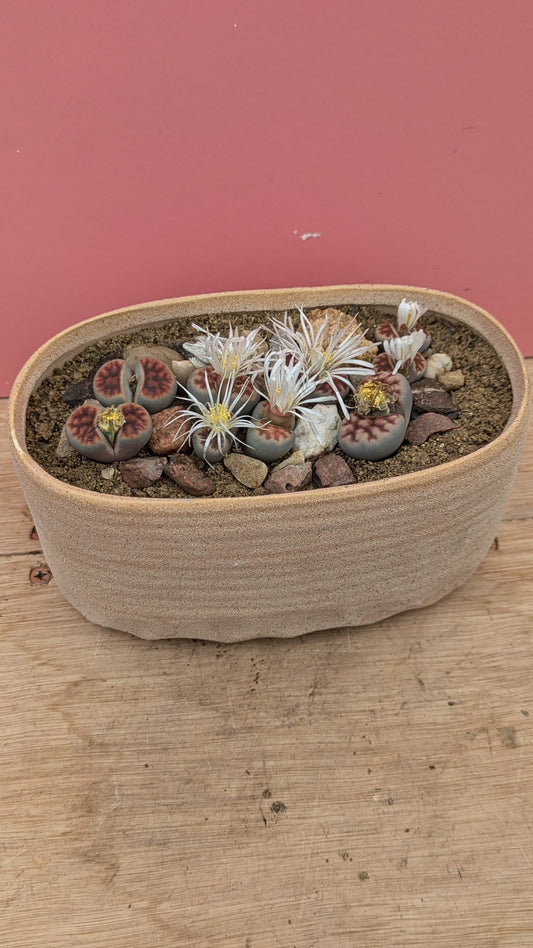 Lithops karasmontana in oval planter 2