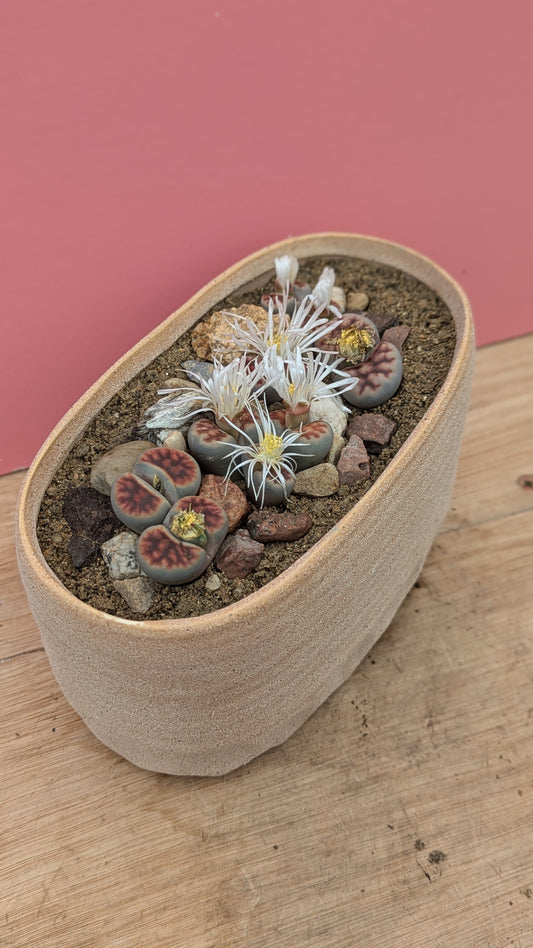 Lithops karasmontana in oval planter 2