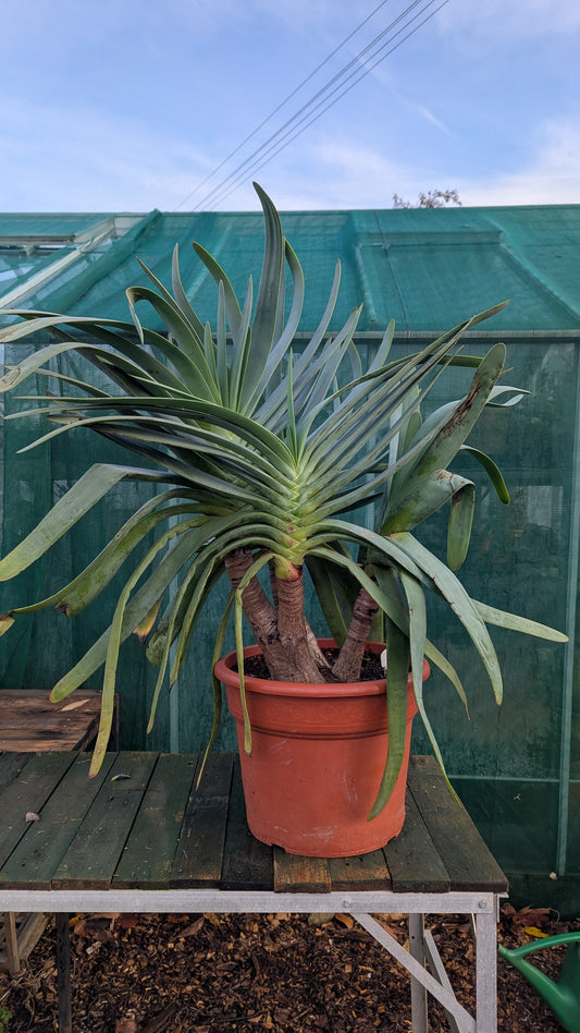 Aloe plicatillis XXL