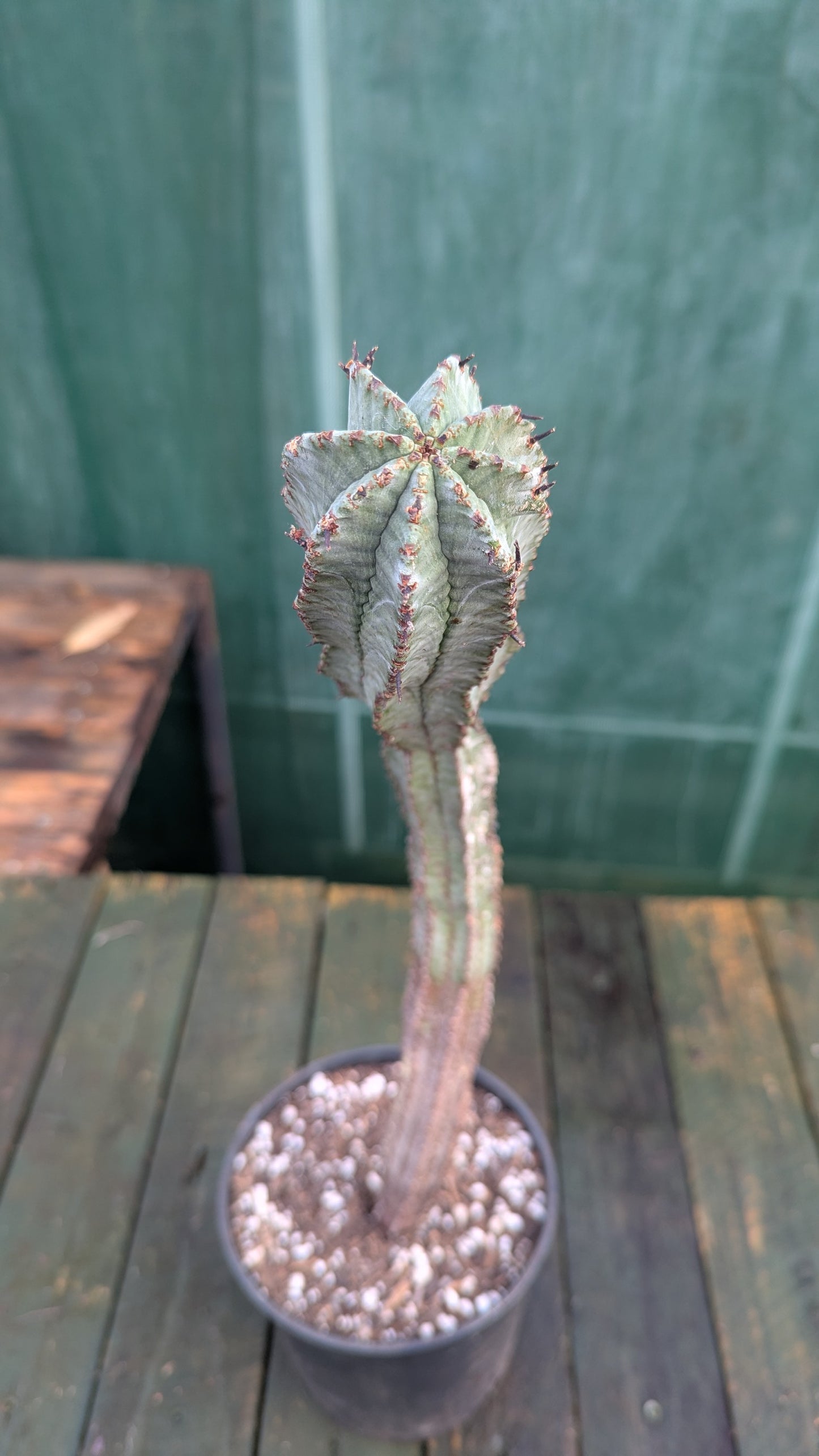 Euphorbia horrida S