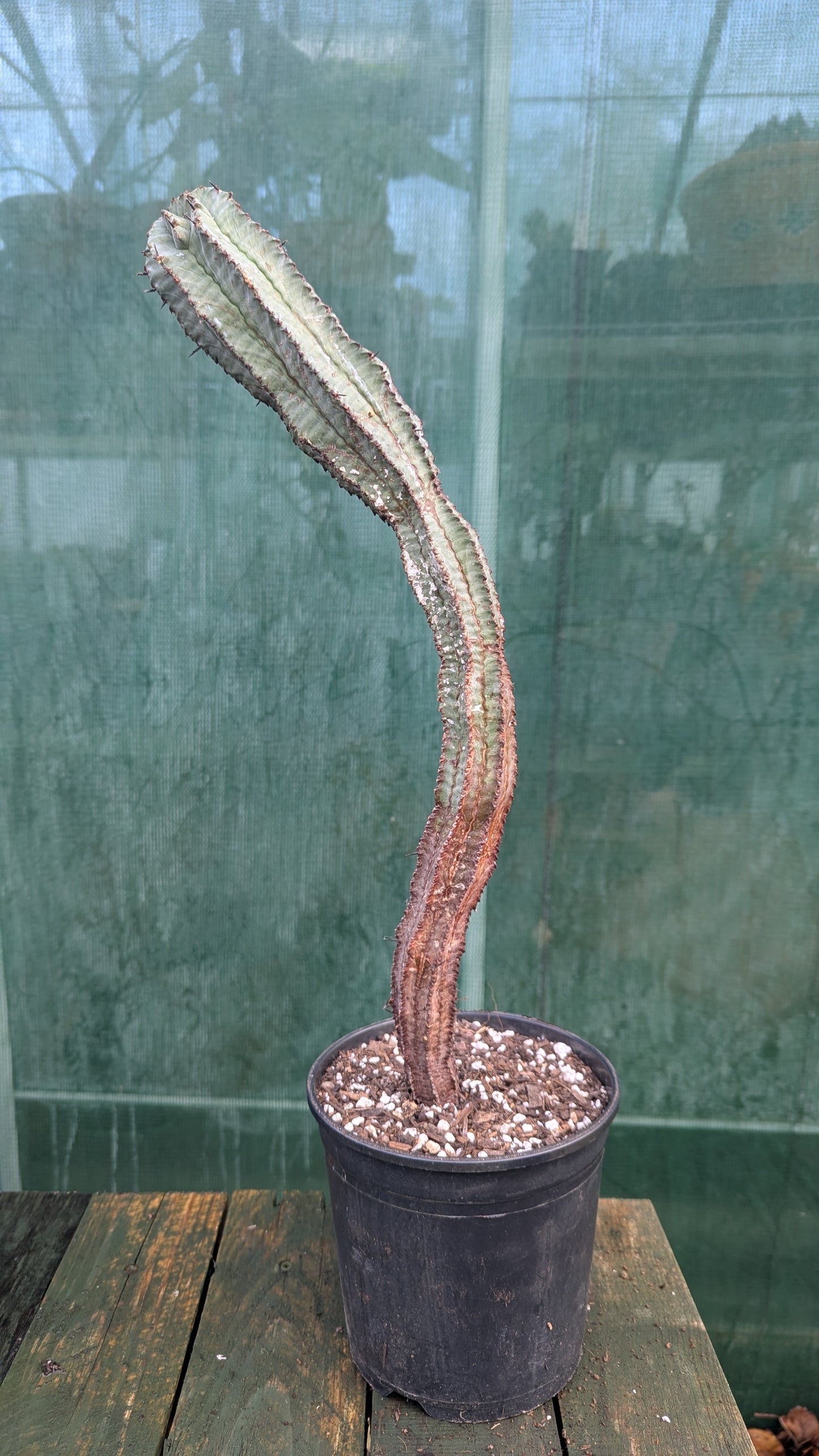 Euphorbia horrida S