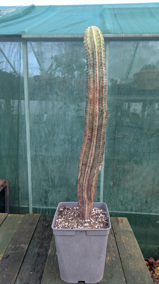 Euphorbia horrida M