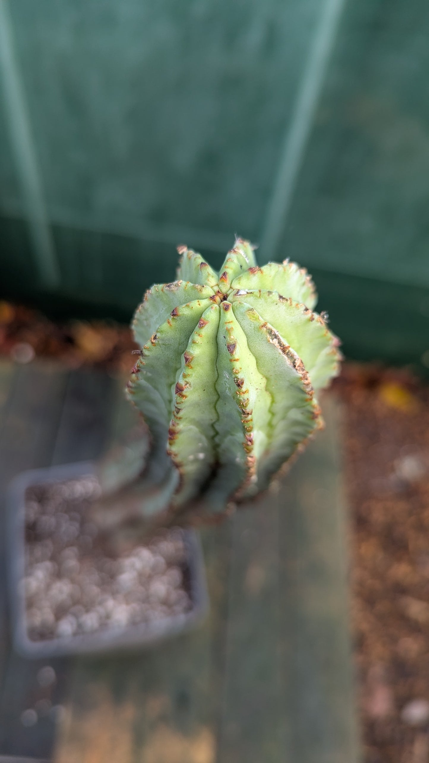 Euphorbia horrida M