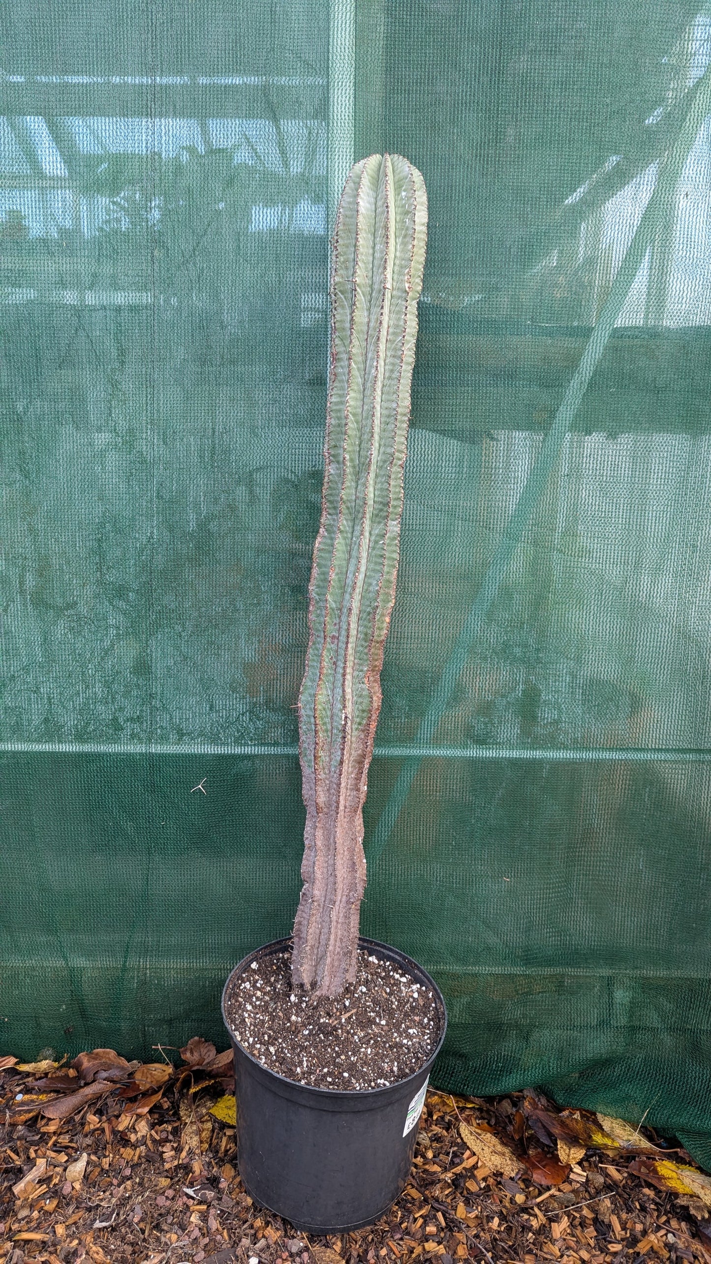 Euphorbia horrida L