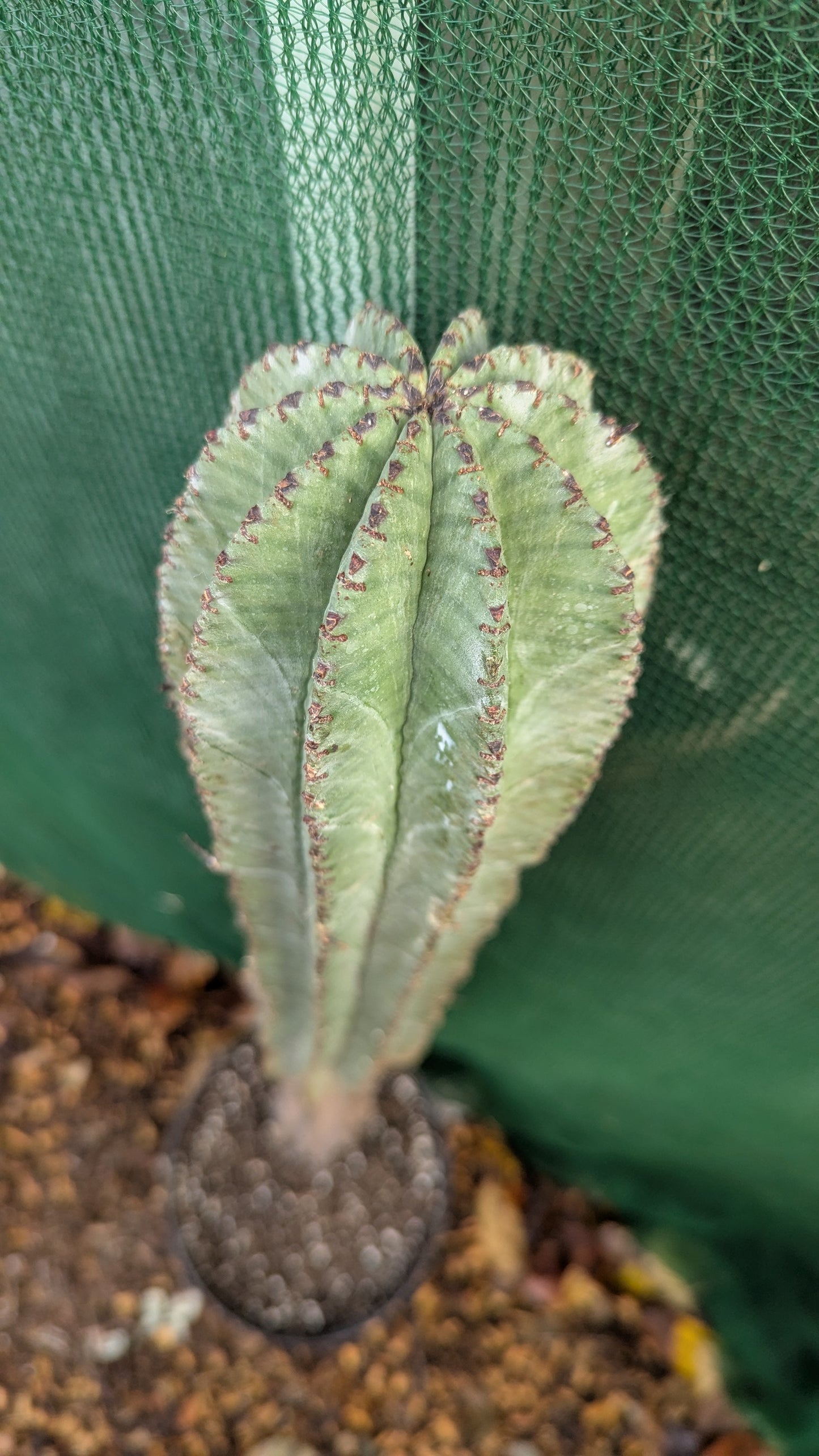 Euphorbia horrida L