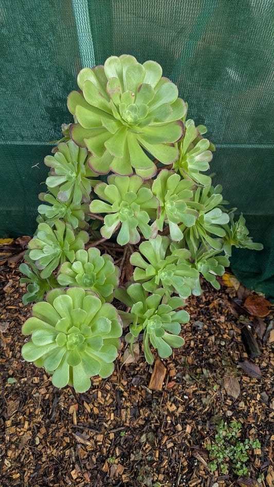 Aeonium arboreum