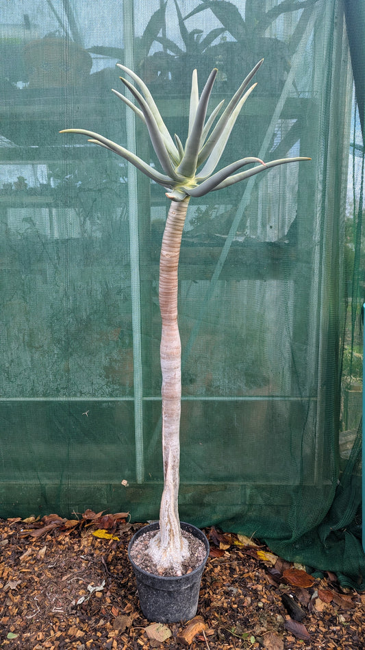 Aloe dichotoma XXL