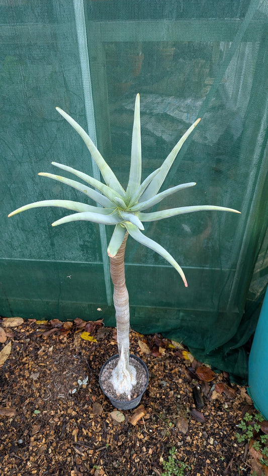 Aloe dichotoma XXL