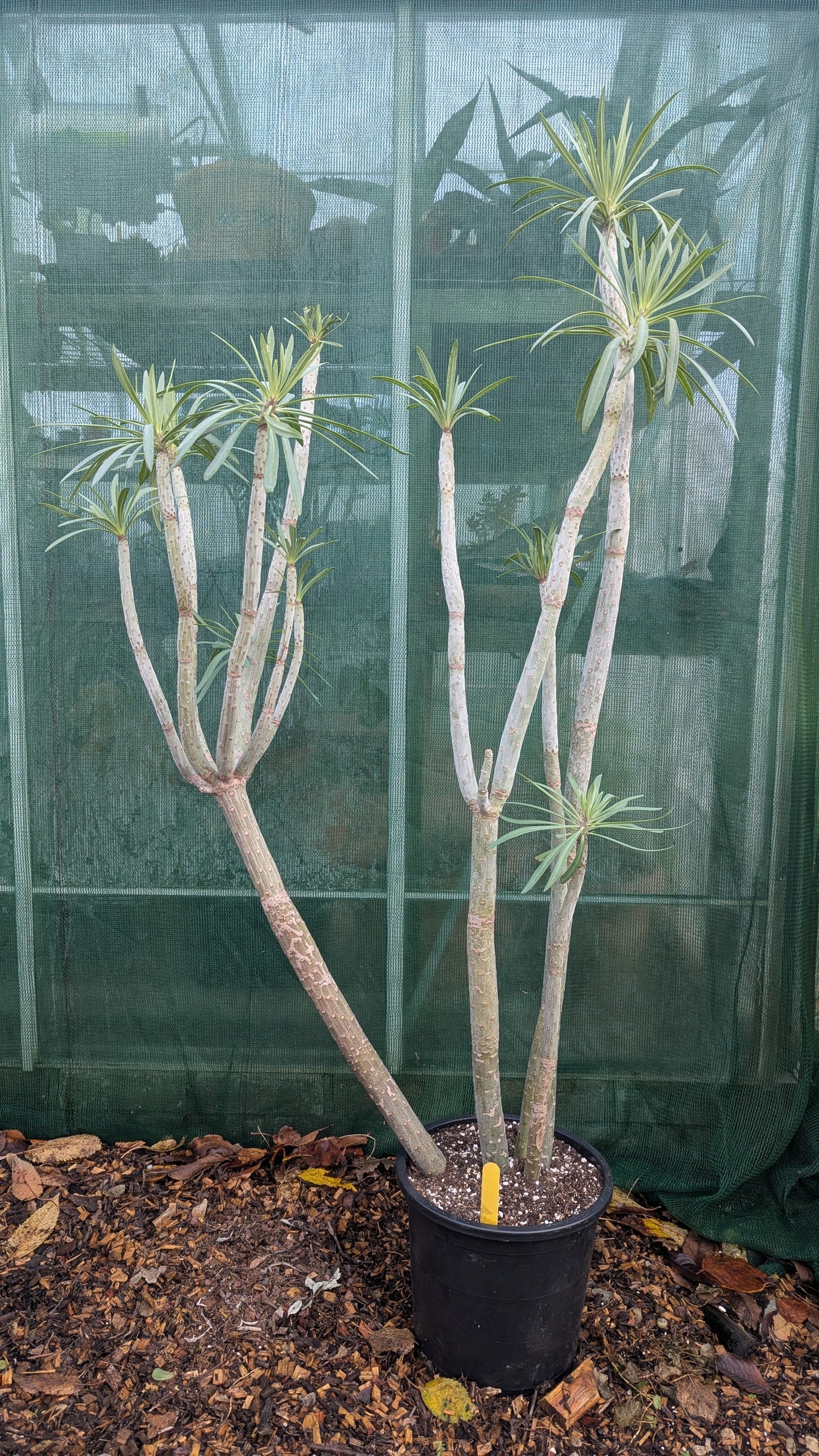 Senecio kleinia XXL