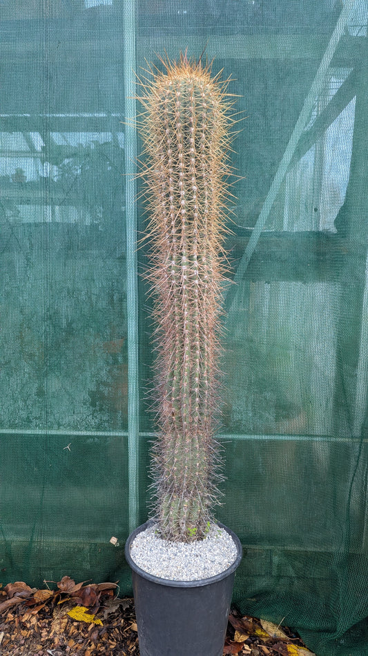 Echinopsis tarijensis XL