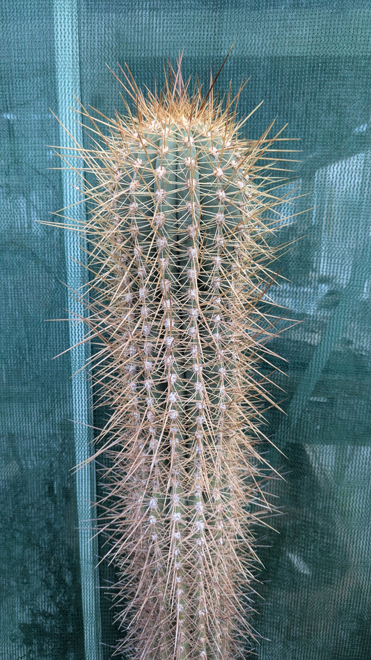 Echinopsis tarijensis XL