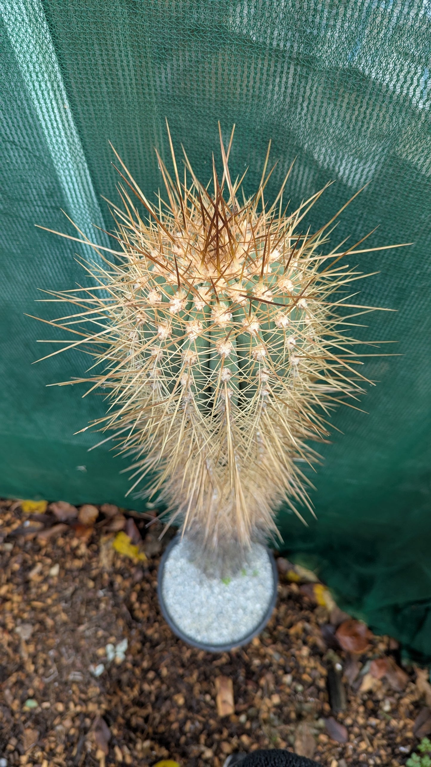 Echinopsis tarijensis XL