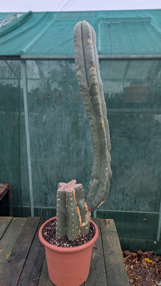 Trichocereus pachanoi 'San Pedro Cactus'