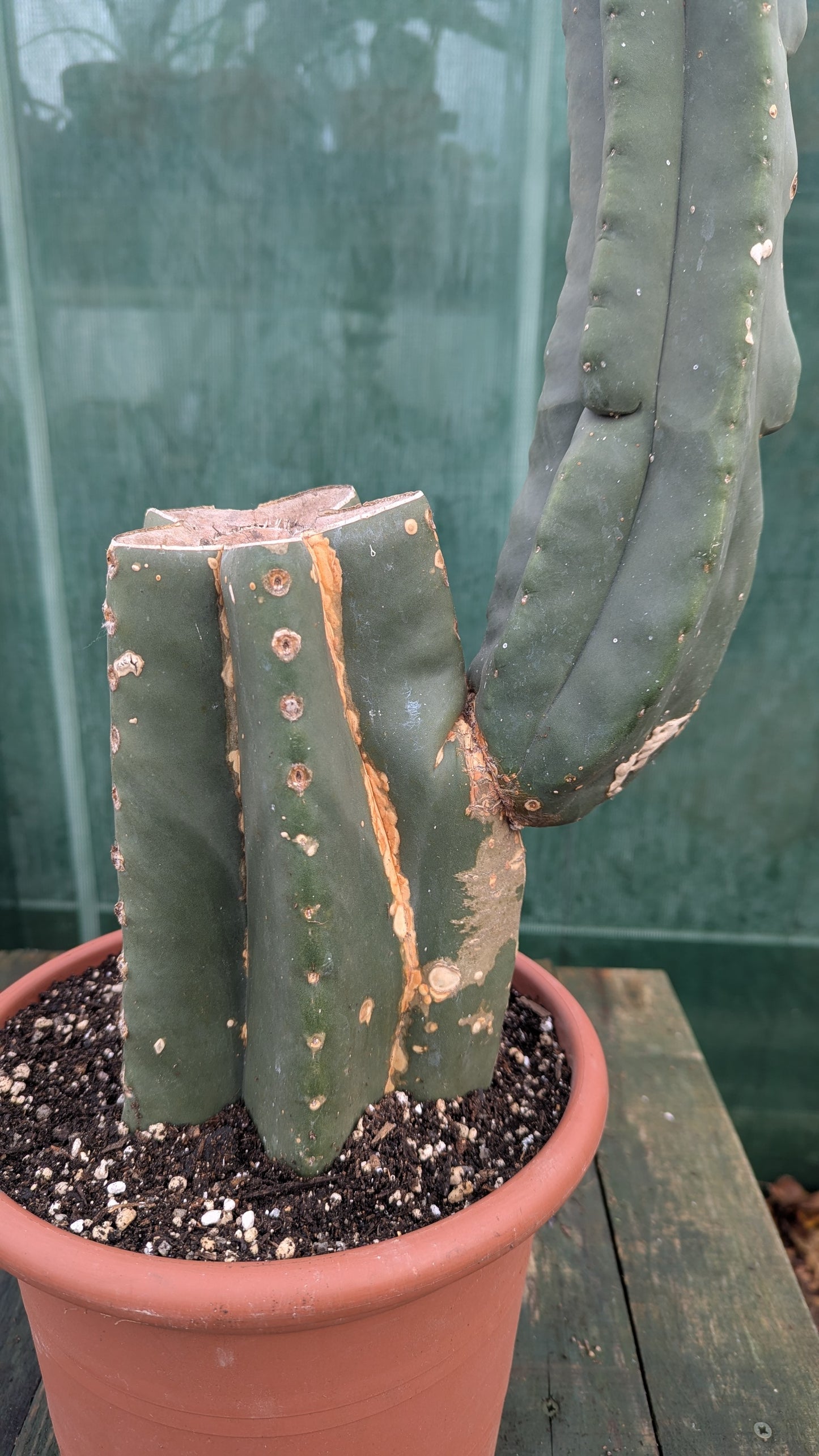 Trichocereus pachanoi 'San Pedro Cactus'