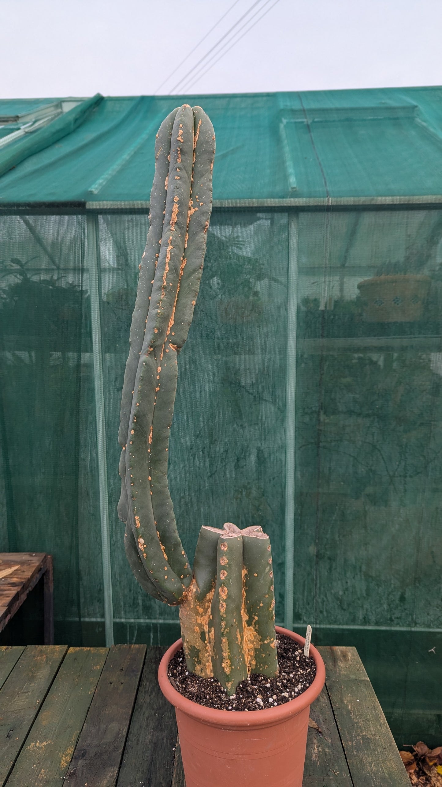 Trichocereus pachanoi 'San Pedro Cactus'