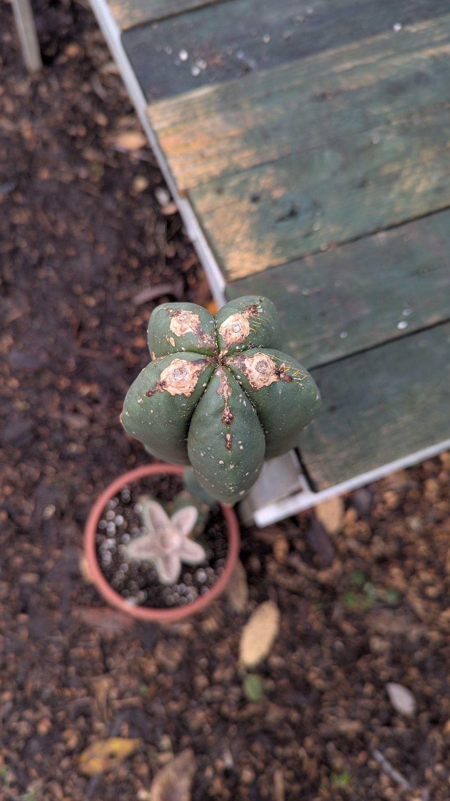 Trichocereus pachanoi 'San Pedro Cactus'