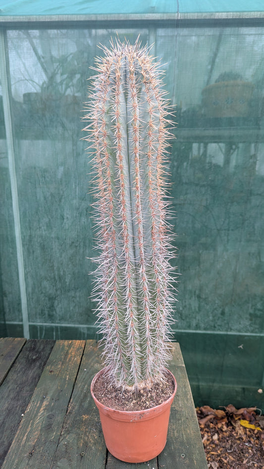 Pilosocereus species