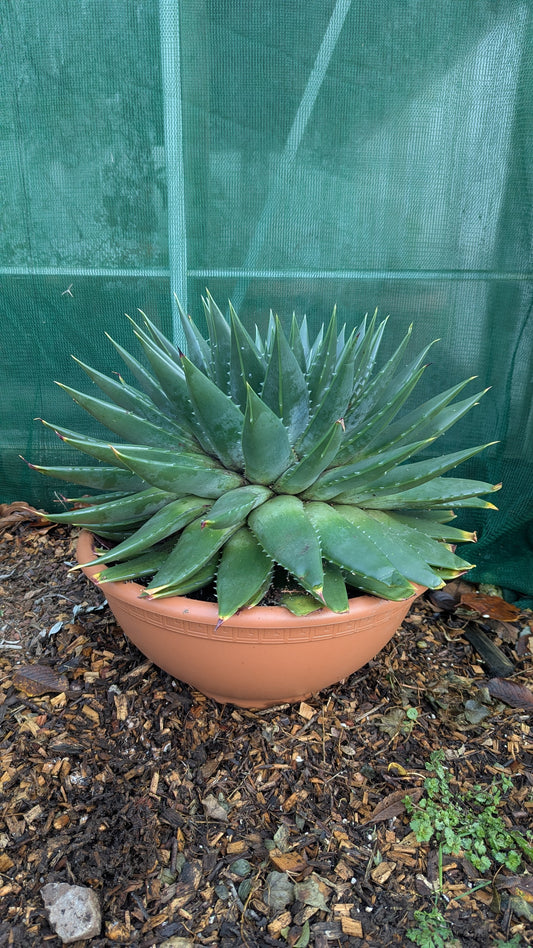 Aloe polyphylla XL