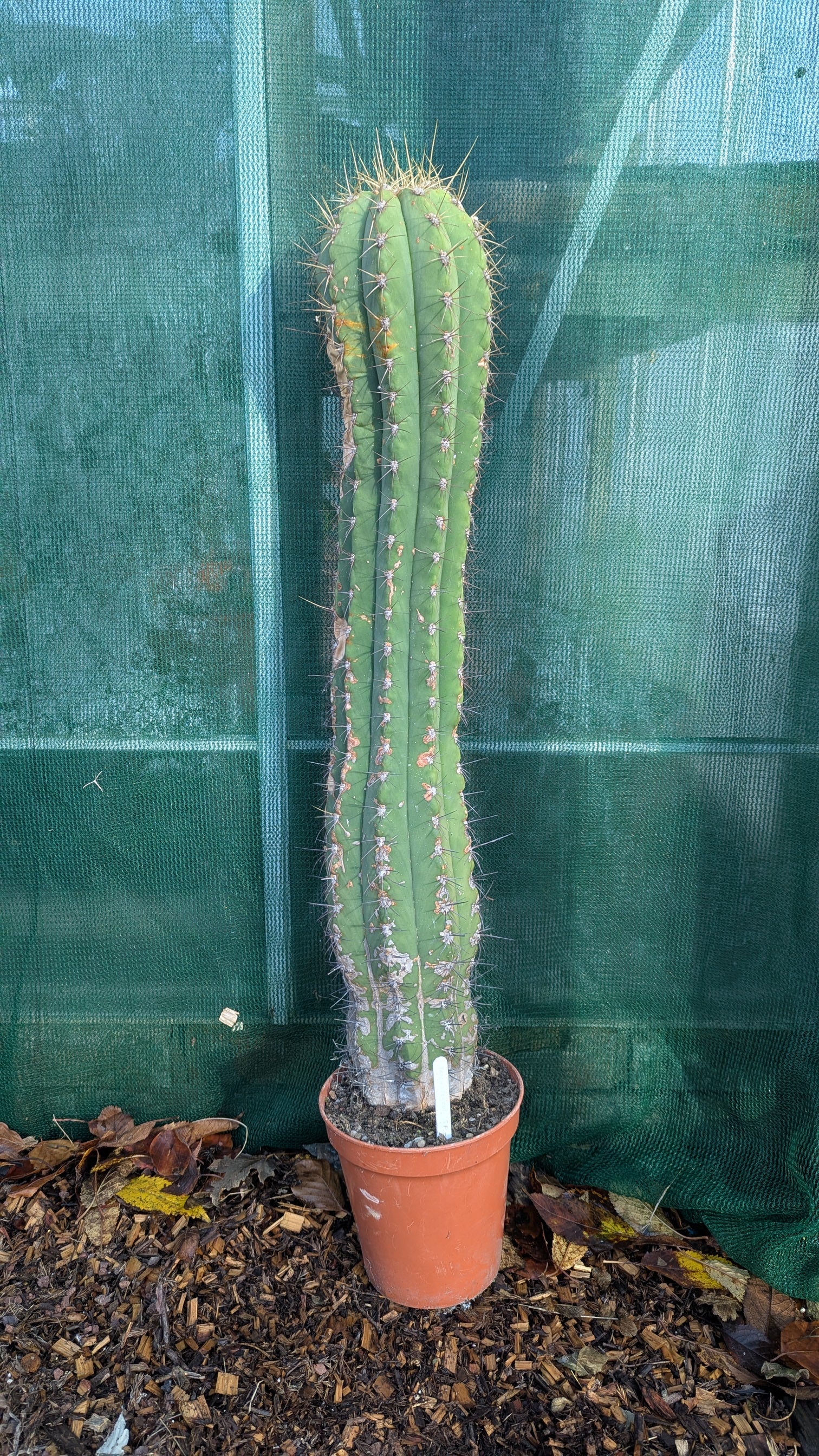 Trichocereus species – Mint Plants