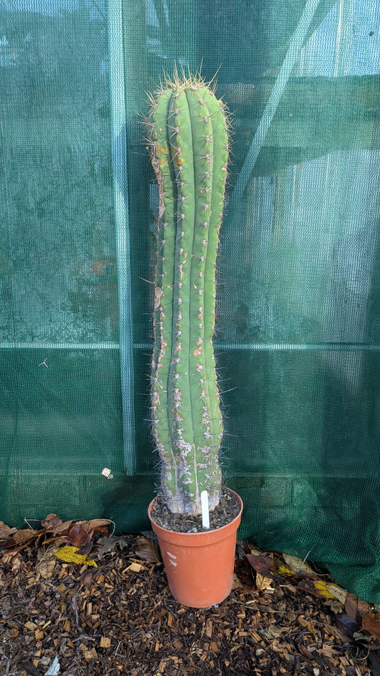 Trichocereus species