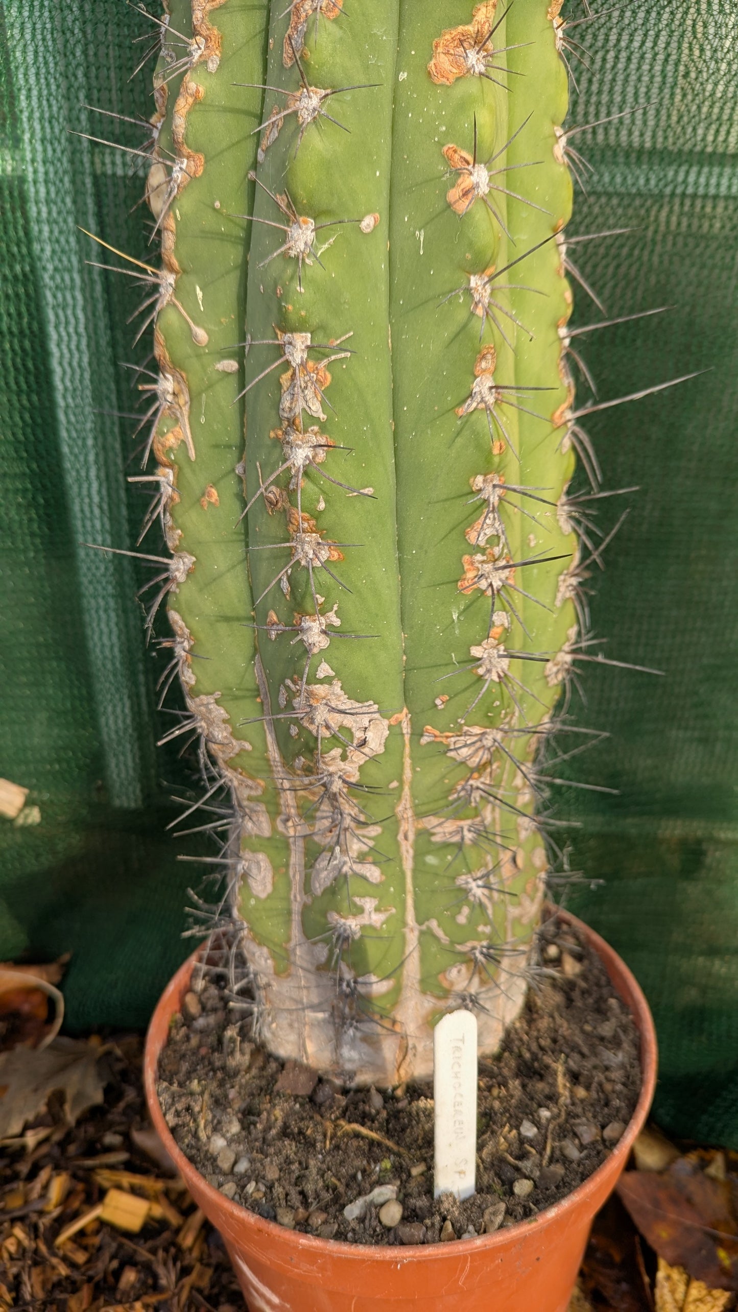 Trichocereus species