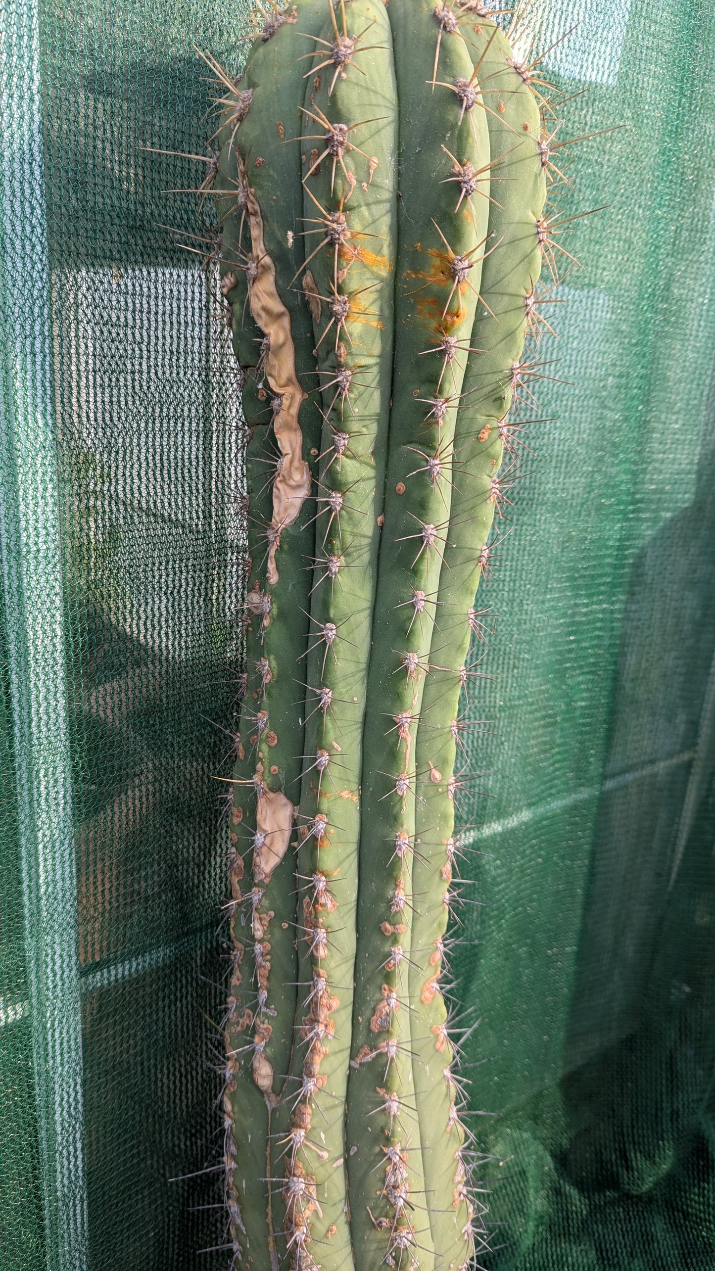 Trichocereus species