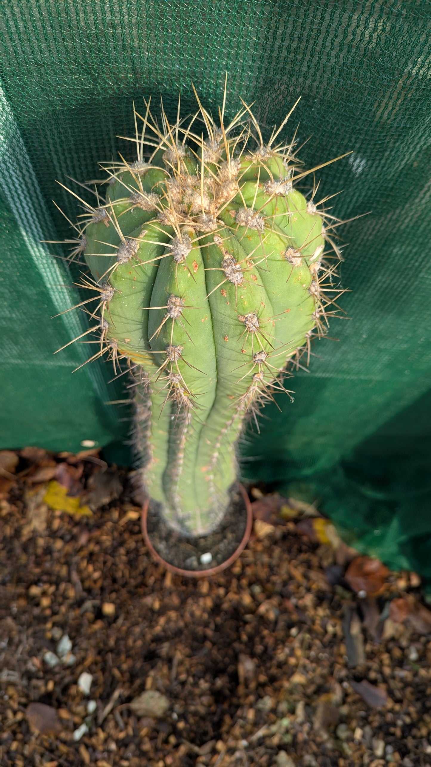 Trichocereus species