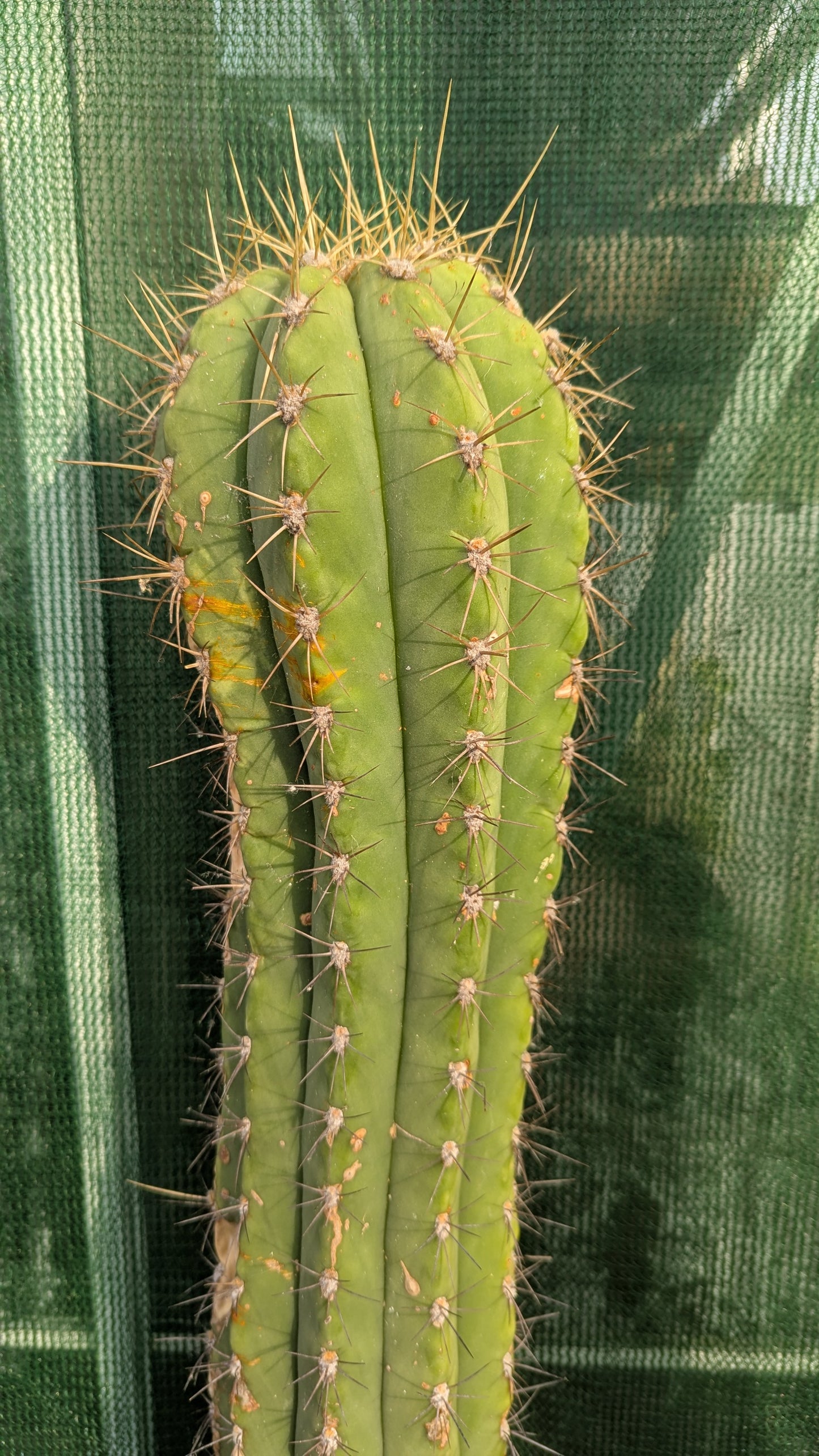 Trichocereus species